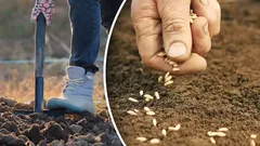 Oogst vol opbrengst: tuinier verklapt het ideale moment om in de herfst wortels te zaaien