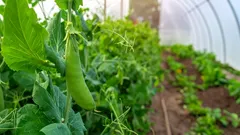 Novemberzaai die in het voorjaar een rijke oogst oplevert: wat plant je in de kas in de late herfst?
