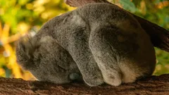 Recordhouders rust: 5 dieren die het langst slapen ter wereld