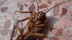 Kamp je vruchteloos tegen kakkerlakken? Experts onthullen hoe je ze eenvoudig kwijtraakt