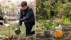 Wanneer is de beste tijd om bomen te planten: experts hebben een eenduidig antwoord gegeven