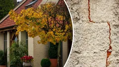 Welk soort boom kun je beter niet vlak bij je huis planten? Het kan je fundering aantasten