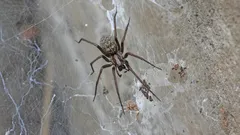 Waarom kiezen spinnen juist jouw huis? Redenen voor hun komst en eenvoudige manieren om ze te verwijderen