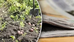 Tijd om in te slaan: hoe oude kranten in de tuin en op het erf te gebruiken en waarom ze zo nuttig zijn