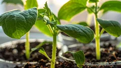 Zaai deze groenten in december en geniet van een voorjaarsoogst: 4 gewassen om vroeg te zaaien