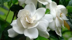 De beste kamerplant voor in huis: een luxe geur die de hele ruimte vult en heel makkelijk te verzorgen is