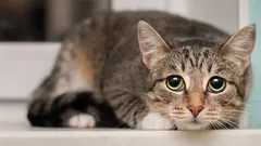 Kattenmanipulatie: 5 onverwachte manieren waarop jouw kat je beïnvloedt