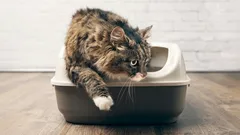Kattenbak zonder stank: 3 oplossingen die beter werken dan kattenbakvulling
