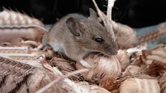 Muizen rennen zonder om te kijken: een natuurlijk huismiddel dat het herfstleger knaagdieren eenvoudig verjaagt
