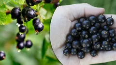 Dit zou iedereen moeten weten: de voordelen van aalbessen en waarom niet iedereen ze kan eten