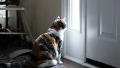 Hoe uw kat weet wanneer u thuiskomt – de wetenschap achter het zesde zintuig van uw kat