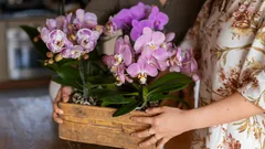 De orchidee spreekt via haar wortels: zo geef je haar water zodat ze twee keer zo sterk groeit