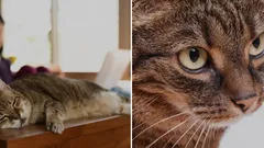 Hoe leer je je kat van de tafel af te blijven? Dierenarts deelt een simpele tip
