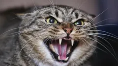 Een kat zal zich nooit thuisvoelen in jouw huis: de mystieke verklaring van esoterici