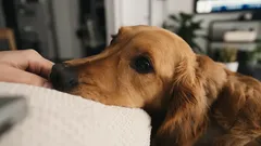 De liefdestaal van een hond is ingewikkelder dan het lijkt: gebaren die belangrijker zijn dan duizend woorden