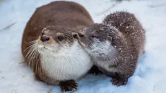 Zachte uitstraling en engelachtige blik — slechts een dekmantel: de duistere kant van het liefste dier op aarde