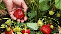 Slimme truc van tuinders: zaai dit vóór het planten van aardbeien – de bessen worden enorm