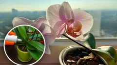 Eén lepeltje en je orchideeën bloeien een jaar lang: een eenvoudig zelfgemaakt product om te voeden