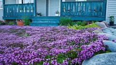 Zaai deze bloemen in november – ze bloeien in het voorjaar als een weelderig tapijt: een tuinier deelt zijn geheimen