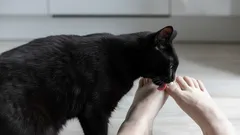 Waarom likken katten aan de voeten van hun baasje? Zo verklaren zoölogen dit vreemde gedrag