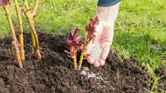 Eenvoudige stappen in november: zo bereid je vaste planten goed voor op de winter. Tips van agronomen