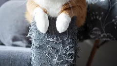 Kat beschadigt constant meubels? Zoölogen leggen uit hoe je je kat deze slechte gewoonte gemakkelijk afleert