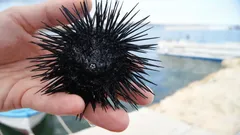 Leven zonder hoofd: hoe zeesterren de natuur en evolutie hebben misleid