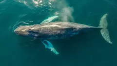 Zeedier dat nog nooit levend is gezien: zeldzame soort ontmoet voor het eerst mensen