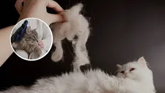 Wat kun je doen zodat je kat minder verhaart? De geheime tip die bijna niemand kent