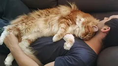 Een kat slaapt niet op je uit liefde: de echte reden zal zelfs ervaren eigenaren verrassen