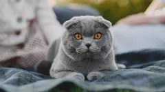 Magie in hun ogen: 5 kattenrassen met de meest expressieve ogen waar niemand aan kan weerstaan