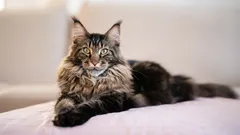 Hou je van honden maar wil je een kat? Deze vier rassen zijn voor jou