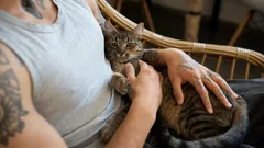 Kat kruipt uit zichzelf bij je op schoot – maar niet voor de knuffels: de verborgen reden zal je verbazen