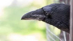 Intuïtie wordt intelligentie: hoe raven een taak beheersen waarbij eenvoudige herinnering niet meer volstaat