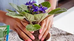 Kun je een viooltje in de herfst verplanten? Belangrijke tips om de plant niet te beschadigen